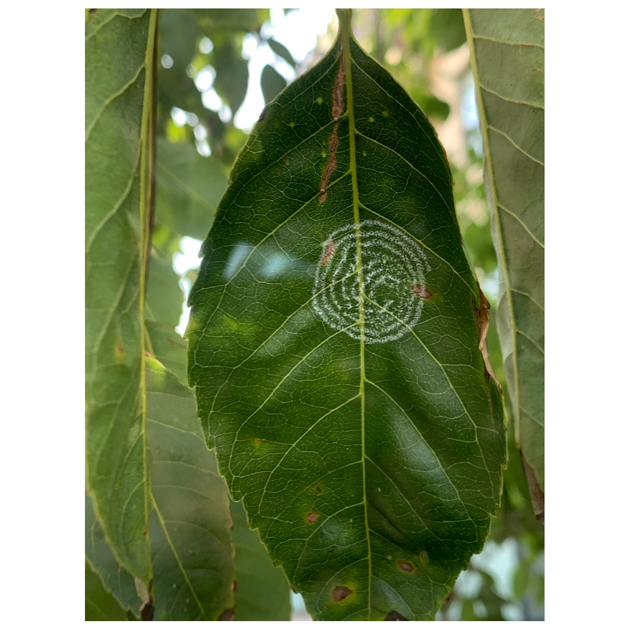 circle john sisley leaf